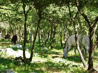 Appartamento per vacanze Sveti Lovrec Registrazione all'aperto 24