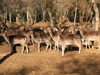 Casa per le vacanze Vodnjan Ambiente 23