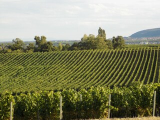 Freinsheimer Weinwanderwege
