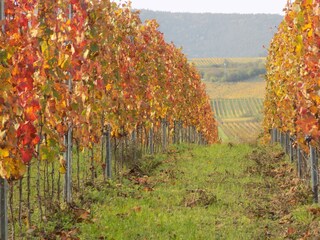 Goldener Oktober in den Freinsheimer Weinbergen