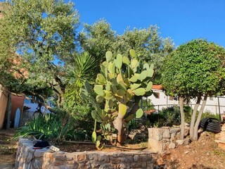 Casale Veli Losinj Registrazione all'aperto 12