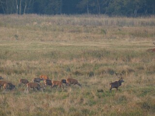 Hirschbrunft