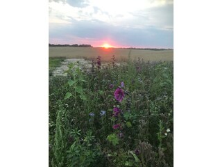 Appartamento per vacanze Hohen Wieschendorf Registrazione all'aperto 11