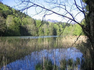 Der Hohenburger Weiher in der Nähe von Schloß Hohenburg