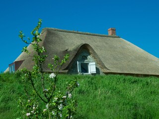 Casa per le vacanze Tetenbüll Registrazione all'aperto 5