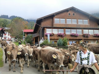 Almabtrieb im Herbst