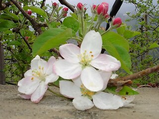 Vakantieappartement Kuens Omgeving 21