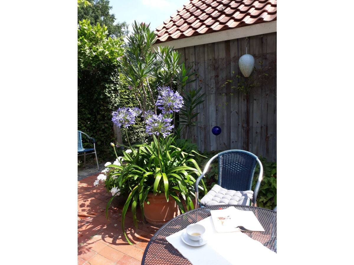 Agapanthus