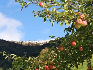 Belchen view