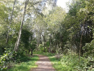 Waldweg zum Hallo Park