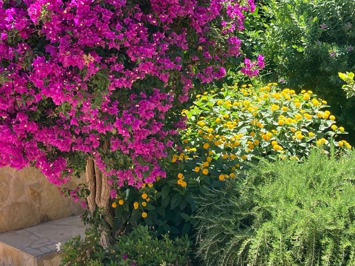 Bougainvillea