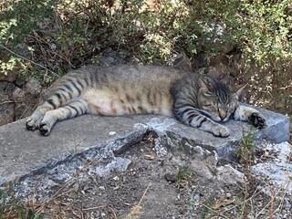 Casa per le vacanze Canyamel Ambiente 28