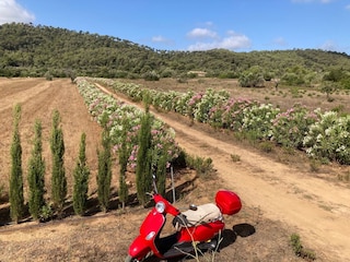 Weg zu einer Finca in Canyamel