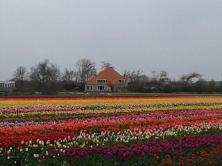 Appartamento per vacanze De Koog Ambiente 17