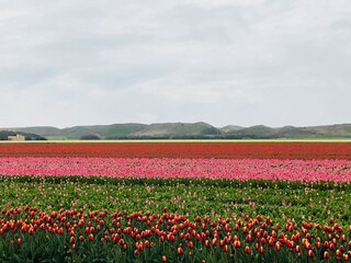 Villa Julianadorp Omgeving 20