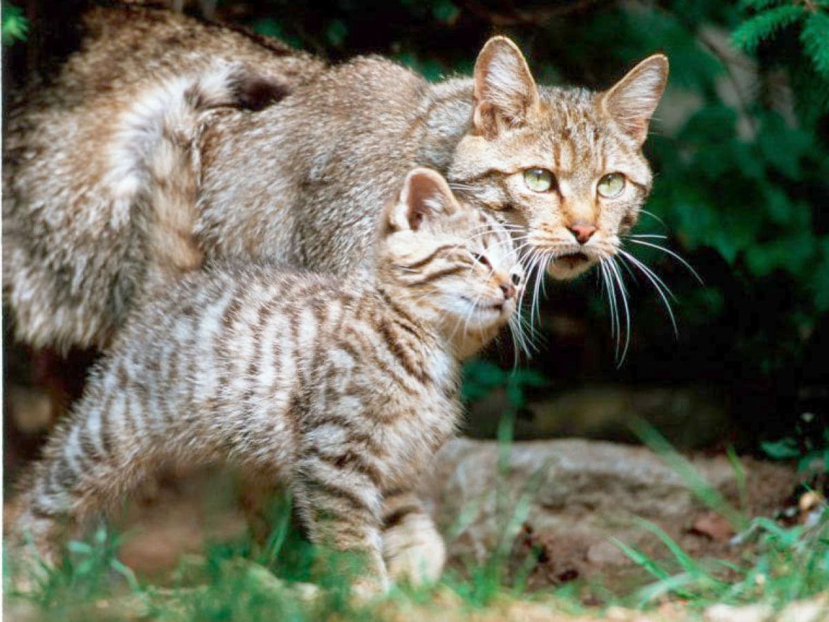 Wildkatzen im Nationalpark