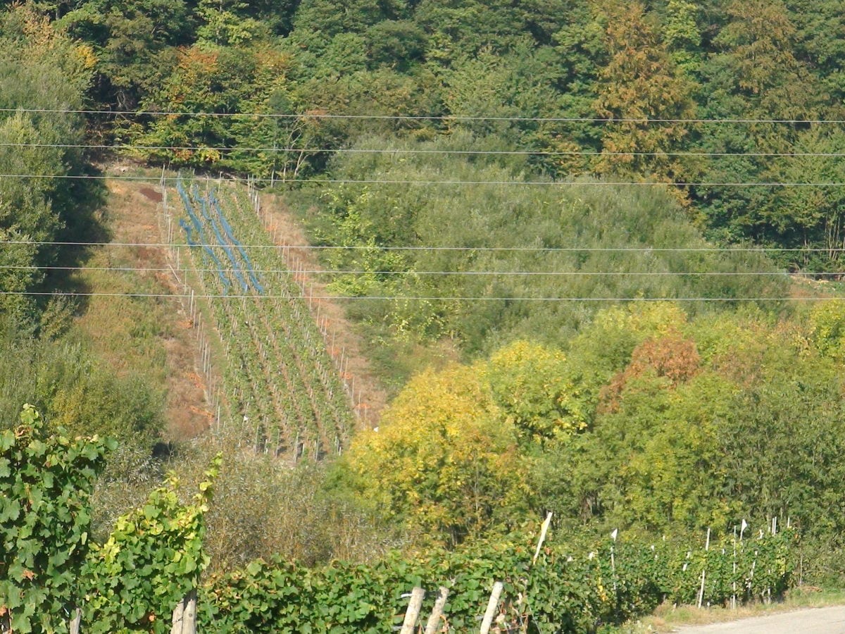 Weinberg und Wald