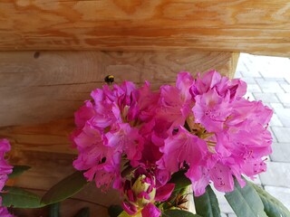 Chalet Schardenberg Registrazione all'aperto 6