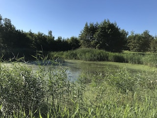 Wald Oostkapelle