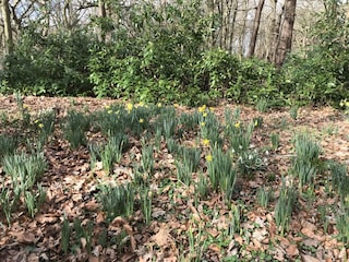 Frühling im Wald