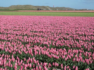 Casa per le vacanze Callantsoog Ambiente 37