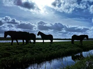 Casa per le vacanze Callantsoog Ambiente 38