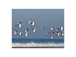 Casa per le vacanze Callantsoog Ambiente 39