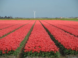 Casa per le vacanze Callantsoog Ambiente 35