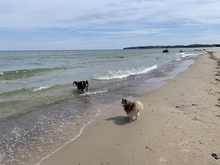 Wir fühlen uns hier hundewohl!