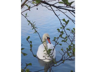 Appartamento per vacanze Seeboden Ambiente 13