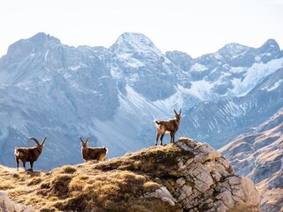 Wilde Alpenwelt