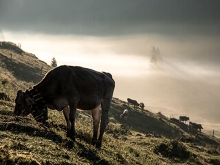 Holiday apartment Bolsterlang Environment 25