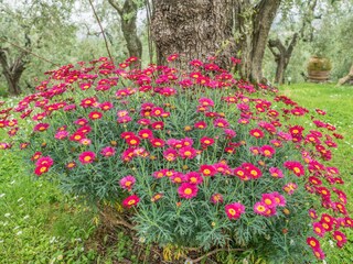 Casa per le vacanze Larciano Registrazione all'aperto 8