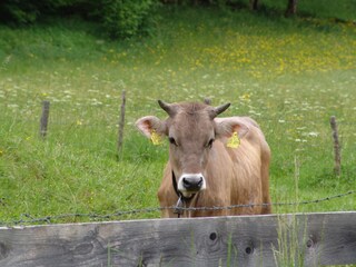 Appartamento per vacanze Bad Hindelang Registrazione all'aperto 4