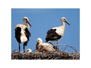 Apartamento de vacaciones Birkenfeld (Hunsrück) Entorno 19