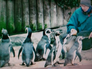 Kurpark mit Pinguinen