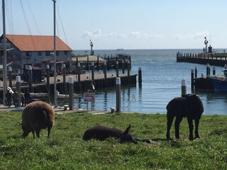 Bungalow De Koog Ambiente 18