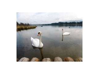 Ein Naturparadies am Lechsee