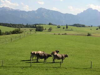 Maison de vacances Lechbruck am See Environnement 31