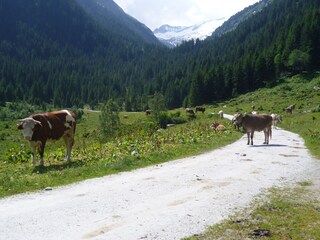 Appartamento per vacanze Krimml Registrazione all'aperto 3