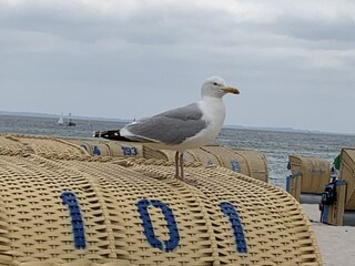 coole Möwe