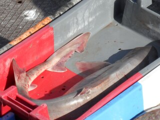 Casa per le vacanze Audierne Ambiente 18