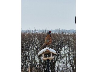 Holiday house Dornumersiel Features 15