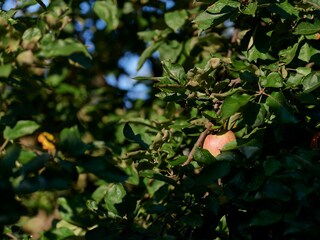 Holiday apartment Kunreuth Outdoor Recording 10