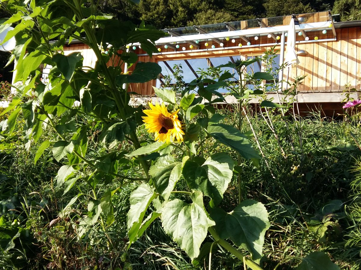 Sommer auf dem Berg