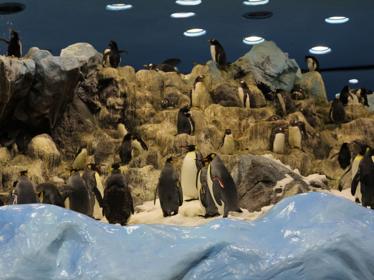 Pinguine im Loro- Parque