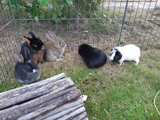 Appartement de vacances Oevenum Enregistrement extérieur 7