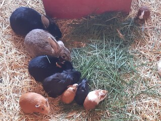 Apartamento de vacaciones Oevenum Grabación al aire libre 8