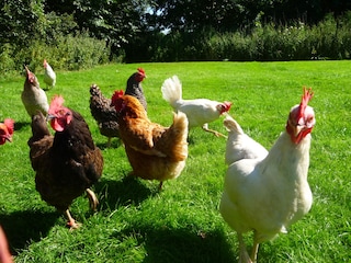 Appartamento per vacanze Oevenum Ambiente 32