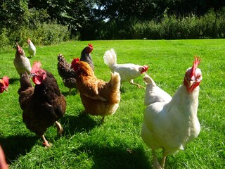 Vakantieappartement Oevenum Omgeving 32